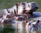 Indian billionaire’s son offers to house Pablo Escobar’s hippos at his private zoo