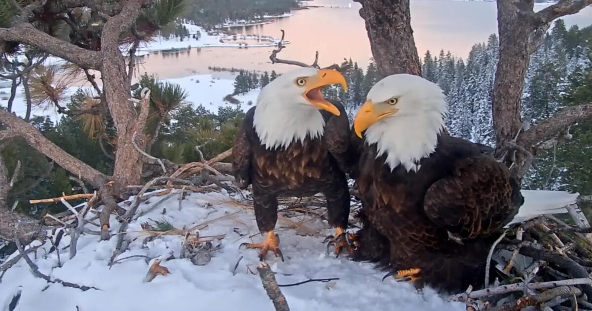 How two Big Bear eagles became social media's hottest love story