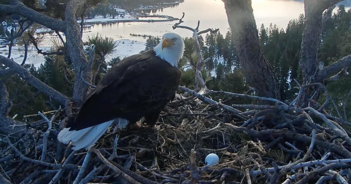 Celebrity Big Bear eagles Jackie and Shadow lay new egg after ravens destroyed first clutch