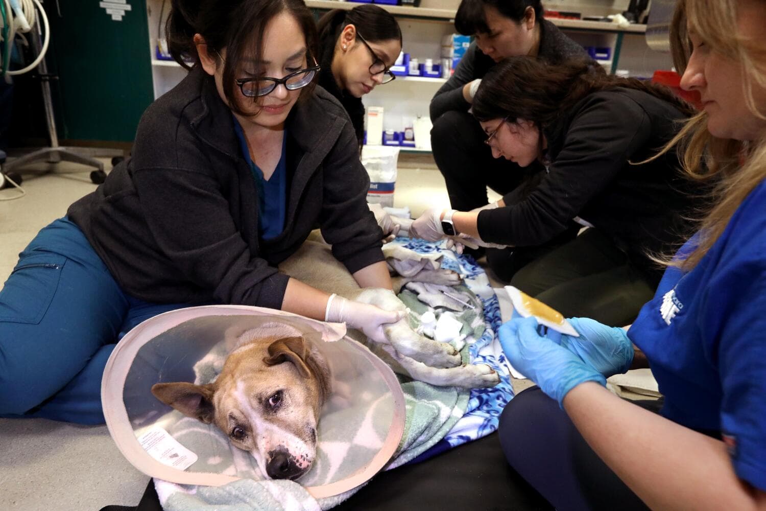 Pets needed help during the L.A. firestorm. A new bill aims to improve preparedness